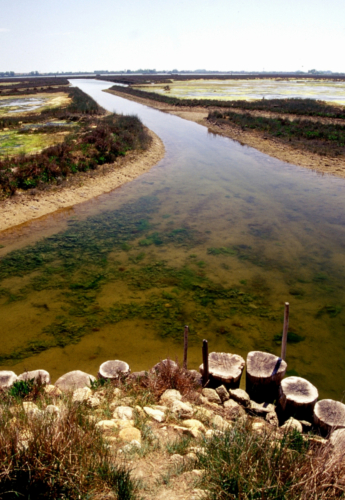 Barena