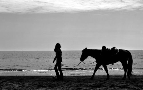 Horse At Sea