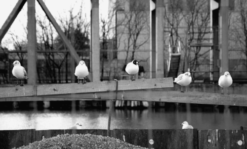 White Birds